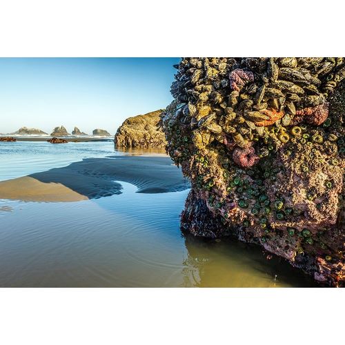Oregon-Bandon Beach Anemones and sea stars exposed at low tide